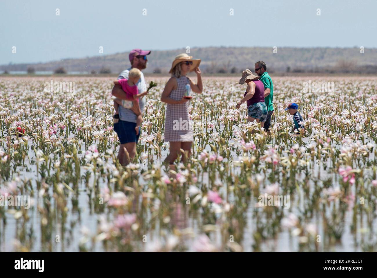 220124 -- WINDHOEK, 24. Januar 2022 -- Touristen besuchen das Lilienmeer auf dem Sandhof von Maltahohe, Süd-Namibia, 24. Januar 2022. Das Meer der Lilien tauchte hier vor kurzem wieder auf, weil es reichlich Niederschlag gab. NAMIBIA-MALTAHOHE-MEER DER LILIEN ChenxCheng PUBLICATIONxNOTxINxCHN Stockfoto