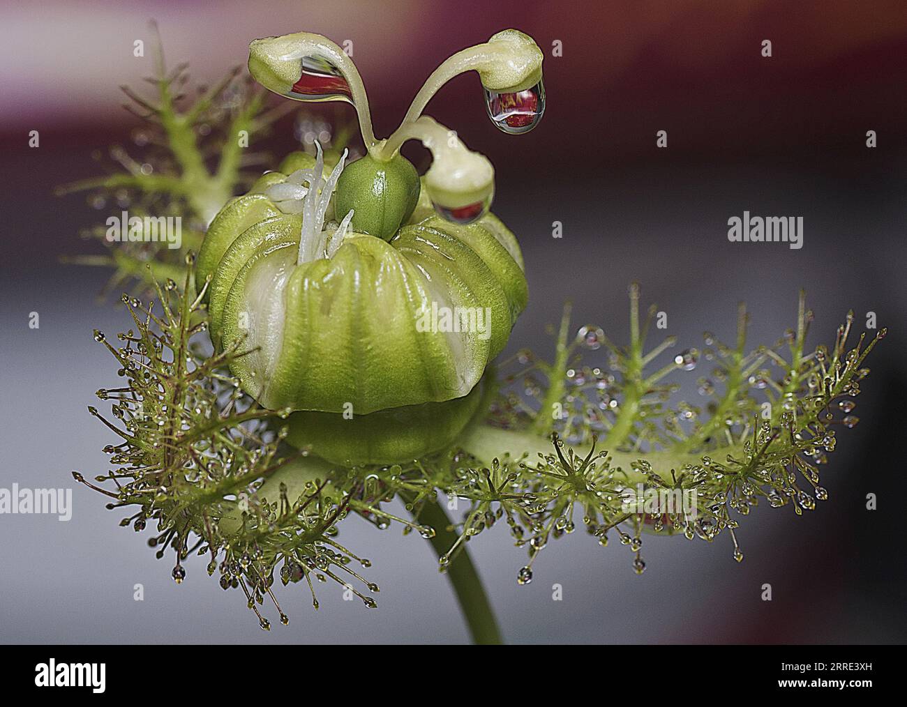 Passiflora foetida Busch Passionspflanze. Stockfoto