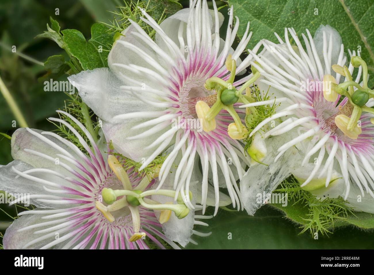 Passiflora foetida Busch Passionspflanze. Stockfoto