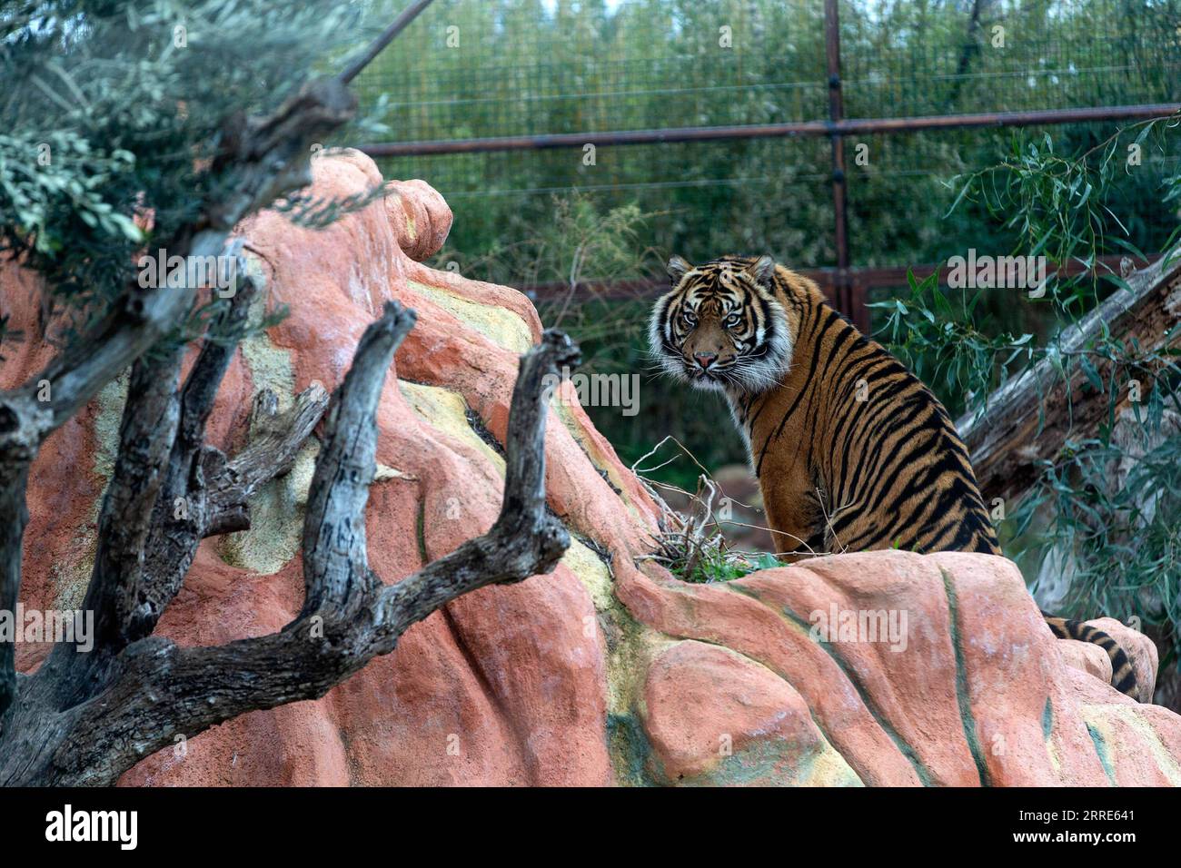 220130 -- ATHEN, 30. Januar 2022 -- Ein 3-jähriger Sumatra-Tiger namens Rio wird am 29. Januar 2022 im Attica Zoological Park in Athen, Griechenland, gesehen. Anlässlich des chinesischen Mondneujahrs des Tigers sandte der Gründer des Zoologischen Parks Attika in Griechenland Wünsche an das chinesische Volk und forderte eine bilaterale Zusammenarbeit. UM MIT DEM griechischen Zoo Park Gründer sendet Neujahrswünsche, sucht Zusammenarbeit mit China GRIECHENLAND-ATHEN-ZOOLOGICAL PARK-TIGER MariosxLolos PUBLICATIONxNOTxINxCHN Stockfoto