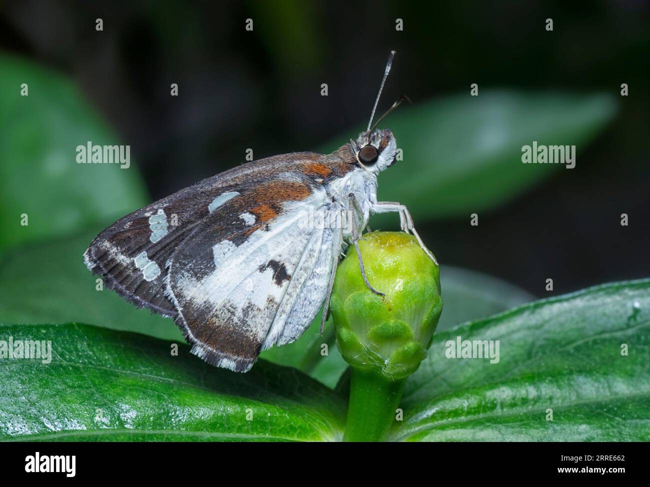 Nahaufnahme mit Buschspringer oder Motte. Stockfoto