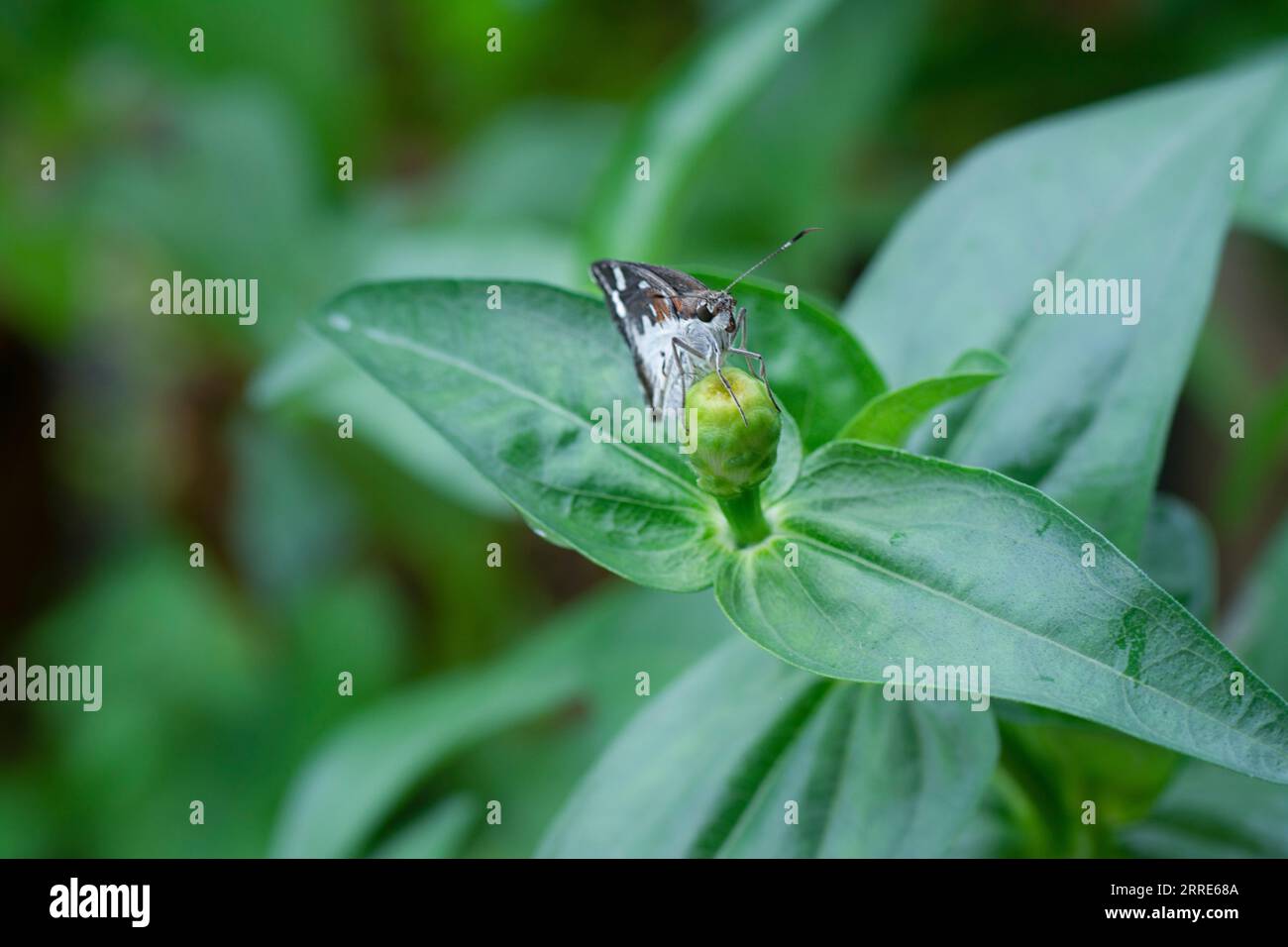 Nahaufnahme mit Buschspringer oder Motte. Stockfoto