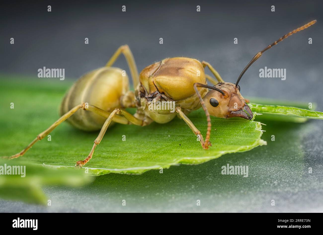 Riesenkönigin der Alate Ameisen. Stockfoto