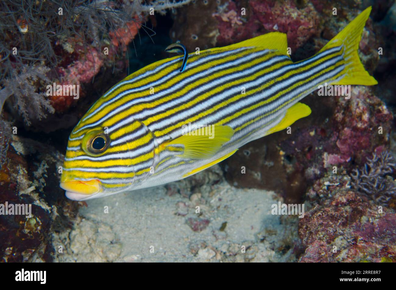 Ribbon Sweetlips, Plectorhinchus polytaenia, wird gereinigt von Bluestreak Cleaner Wrasse, Labroides dimidiatus, Nudi Rock Tauchplatz, Misool Island, Raj Stockfoto