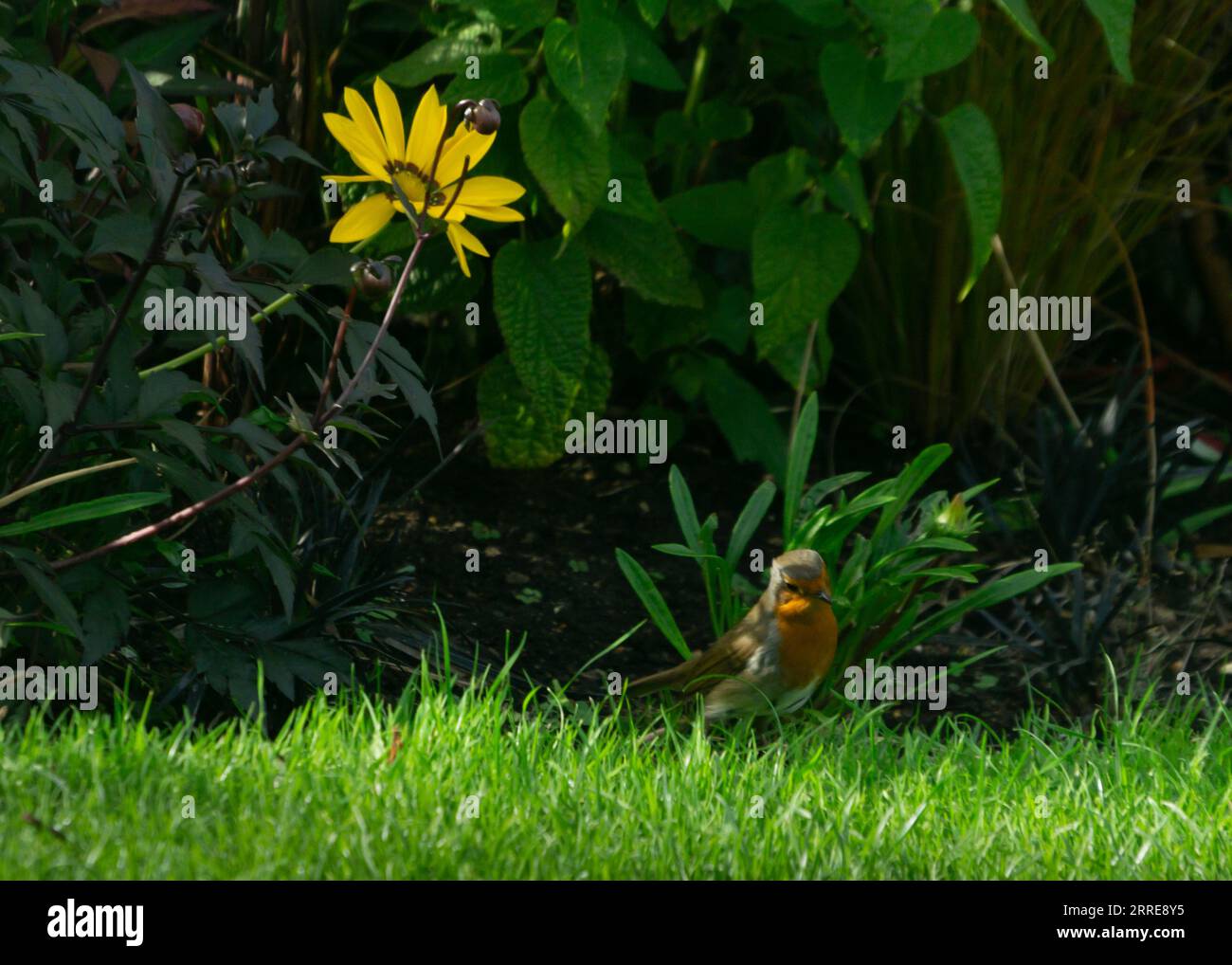 Richmond Park, London, großbritannien. September 2023. Ein robin ruht an einem sonnigen Tag im Park unter einer gelben Blume. Cristina Massei/Alamy Stockfoto
