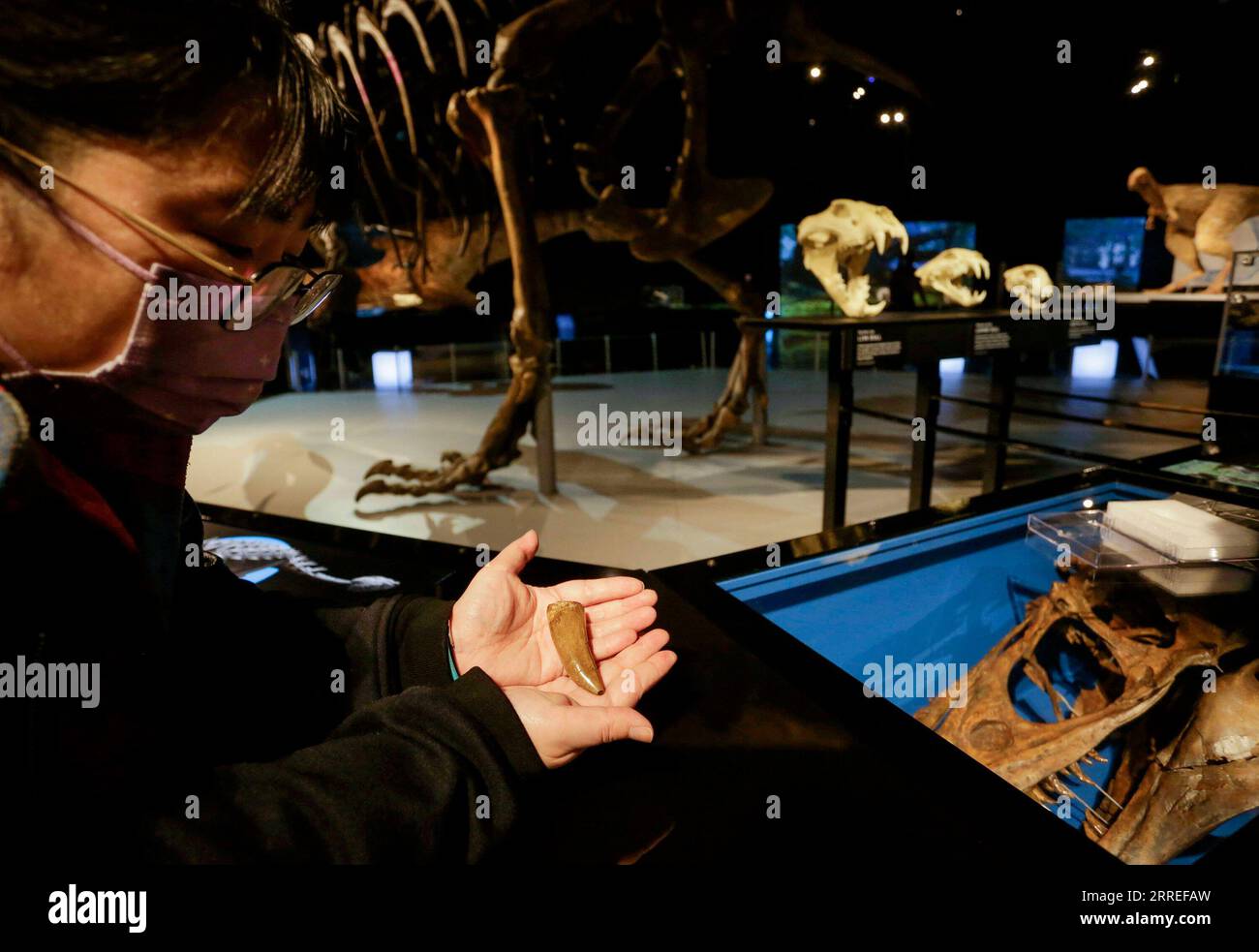 220225 -- VANCOUVER, 25. Februar 2022 -- Eine Person hält einen gegossenen fossilen Zahn eines Tyrannosaurus rex T. rex während einer Medienvorschau des T. rex: The Ultimate Predator in Science World in Vancouver, British Columbia, Kanada, am 25. Februar 2022. T. rex: The Ultimate Predator ist eine riesige Ausstellung, die Besucher durch lebensgroße Modelle, Fossilienabgüsse und interaktive Erlebnisse in die gesamte Tyrannosaurenfamilie einführt. Die Ausstellung findet vom 26. Februar 2022 bis 22. Januar 2023 statt. Foto von /Xinhua CANADA-VANCOUVER-EXHIBITION-DINOSAUR-T. REX LiangxSen PUBLICATIONxNOTxINxCHN Stockfoto