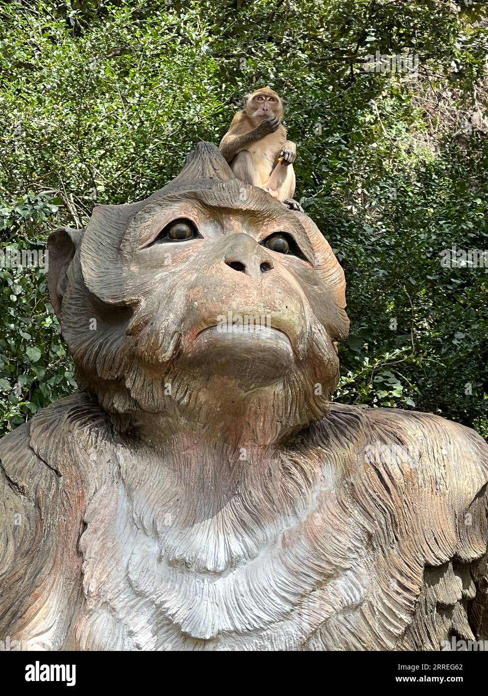 Amphoe Phanom, Thailand. Februar 2023. Ein Makaken mit langem Schwanz sitzt auf einer Affenstatue im „Affentempel“ – Wat Sok Tham Phanthurat – in der Provinz Surat Thani in Thailand. Jeder, der in Singapur oder Thailand reist, trifft sie an jeder Ecke: Langschwanzmakaken. Aber sind sie ein Schädling oder ist ihr Überleben gefährdet? Da die Affen so begehrt sind wie Versuchstiere, ist jetzt ein Streit über dieses Thema ausgebrochen. (An dpa "Streit um Affen: Forschungsängste um die Versorgung von Versuchstieren") Credit: Carola Frentzen/dpa/Alamy Live News Stockfoto