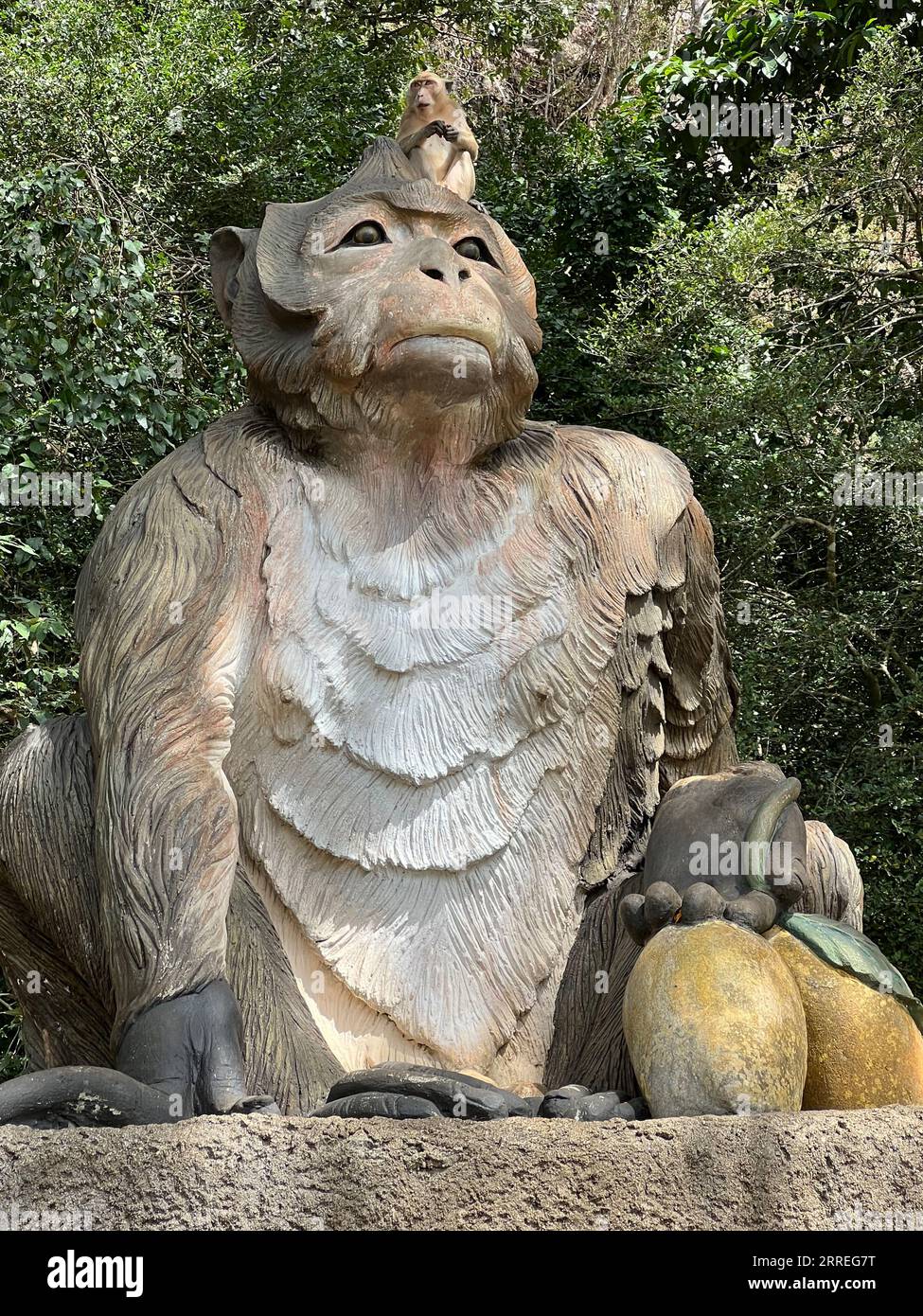 Amphoe Phanom, Thailand. Februar 2023. Ein Makaken mit langem Schwanz sitzt auf einer Affenstatue im „Affentempel“ – Wat Sok Tham Phanthurat – in der Provinz Surat Thani in Thailand. Jeder, der in Singapur oder Thailand reist, trifft sie an jeder Ecke: Langschwanzmakaken. Aber sind sie ein Schädling oder ist ihr Überleben gefährdet? Da die Affen so begehrt sind wie Versuchstiere, ist jetzt ein Streit über dieses Thema ausgebrochen. (An dpa "Streit um Affen: Forschungsängste um die Versorgung von Versuchstieren") Credit: Carola Frentzen/dpa/Alamy Live News Stockfoto