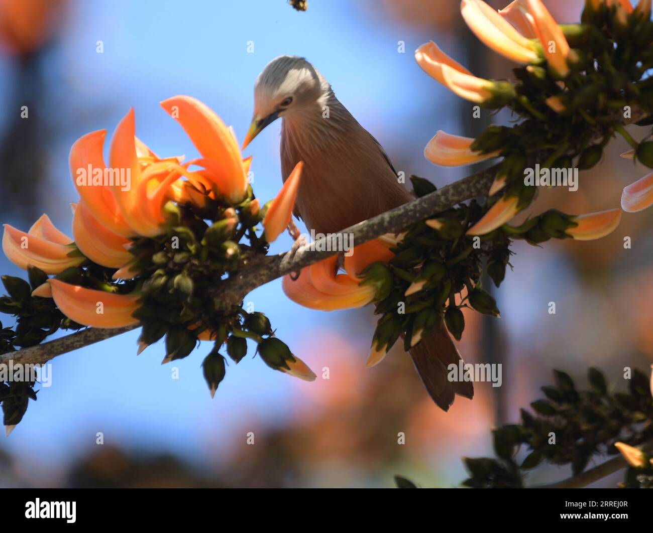220303 -- AGARTALA, 3. März 2022 -- Ein Vogel sammelt Nektar von Blumen am Rande von Agartala, der Hauptstadt von Indiens nordöstlichem Staat Tripura, 3. März 2022. Der World Wildlife Day findet jedes Jahr am 3. März statt, um das Bewusstsein für die wilden Tiere und Pflanzen der Welt zu schärfen. STR/INDIA-AGARTALA-WORLD WILDLIFE DAY Xinhua PUBLICATIONxNOTxINxCHN Stockfoto