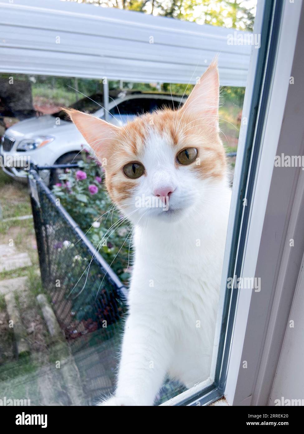 Neugierige Ingwerkatze schaut durch das Fenster auf die Familie Stockfoto