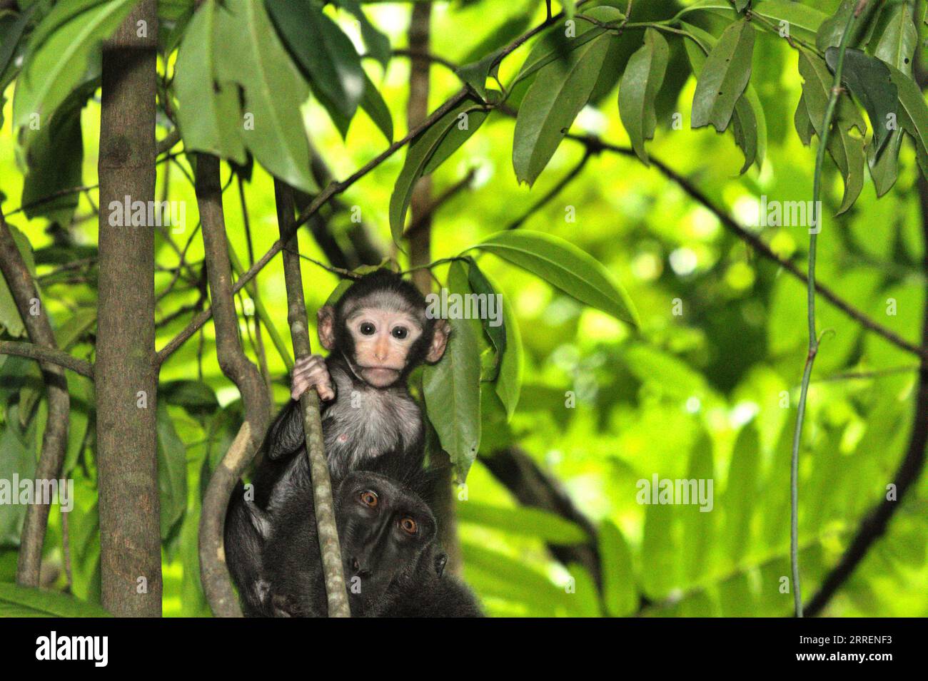 Ein Kleinkind von Makaken (Macaca nigra) starrt auf die Kamera, während es auf den Kopf seiner Mutter klettert, während es auf einem Baum im Tangkoko-Wald, Nord-Sulawesi, Indonesien, sucht. Die meisten Herausforderungen im Zusammenhang mit der Erhaltung von Primaten sind das Ergebnis menschlichen Verhaltens. Mit anderen Worten, die Erhaltung von Primaten ist eine verhaltensbezogene Herausforderung und erfordert daher verhaltensbasierte Lösungen. „Es braucht eine ganzheitliche Strategie der Bildung, des Kapazitätenaufbaus und der kommunalen Erhaltung, die sich auf eine Mischung aus Erkenntnissen aus verschiedenen sozialwissenschaftlichen Disziplinen sowie auf direkte Forschung mit Gemeinschaften in der Region stützt. Stockfoto
