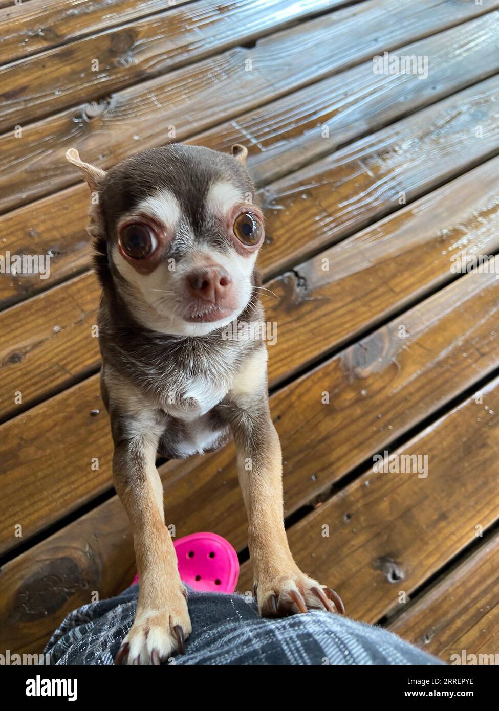 Der junge Chihuahua Welpe Stockfoto