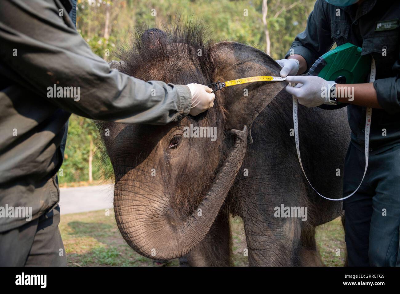 220316 -- XISHUANGBANNA, 16. März 2022 -- Wildlife Conservation Workers Measure the ear of Asian Elephant Longlong at the Asian Elephant Breeding and Rescue Center in Xishuangbanna Dai Autonomous Prefecture, South West China s Yunnan Province, 15. März 2022. Ein Elefantenbaby in Xishuangbanna wurde von seiner Herde nur etwa zwei Monate nach seiner Geburt wegen schwerer Beinverletzungen im Juli 2021 verlassen. Der Elefant wurde gerettet und zur Behandlung in das Asian Elephant Breeding and Rescue Center in Xishuangbanna geschickt. Unter der Obhut von Wildschutzarbeitern, Long Stockfoto