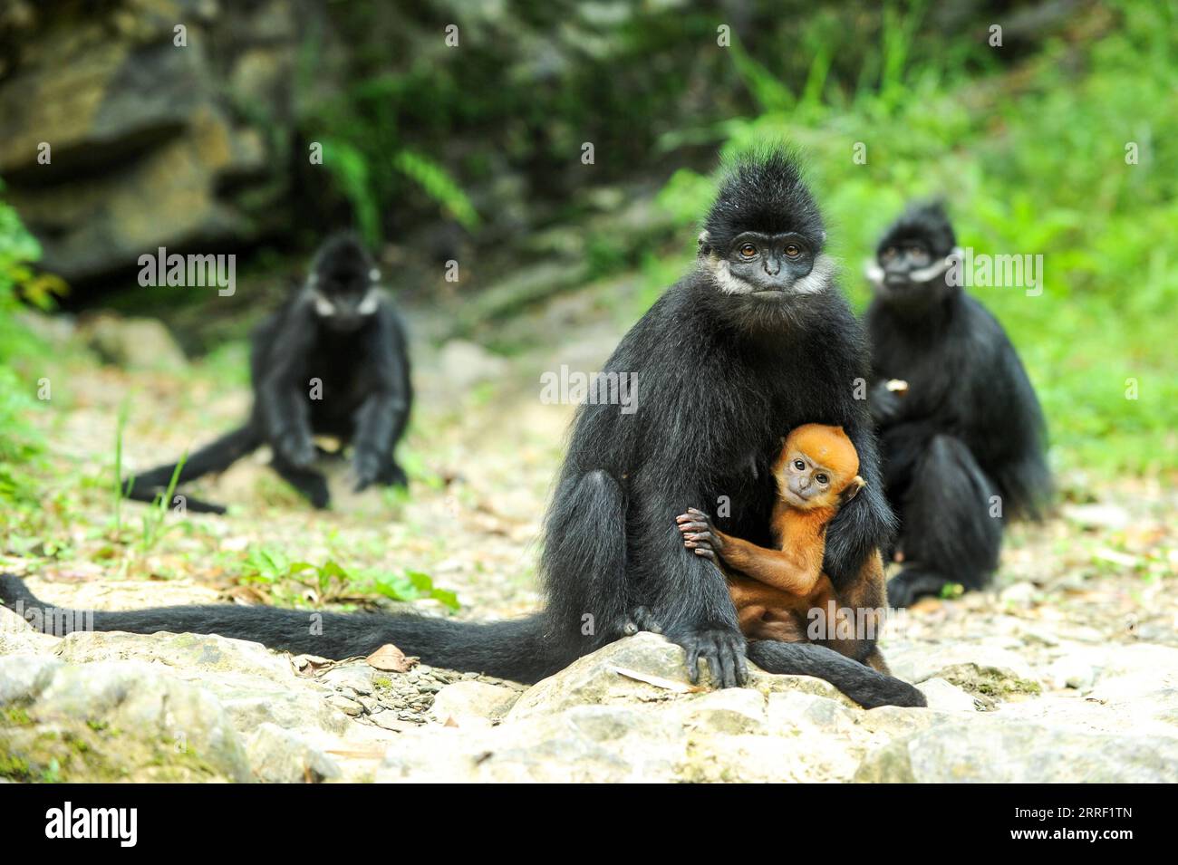 Creative Highlights World 220324 -- GUIYANG, 24. März 2022 -- das Foto wurde am 17. Mai 2018 aufgenommen und zeigt Francois-Affen im Mayanghe National Nature Reserve in der Provinz Guizhou im Südwesten Chinas. Xiao Zhijin arbeitet seit 33 Jahren im Mayanghe National Nature Reserve und erforscht und bewacht Francois-Blattaffen. Auch bekannt als Francois langur, ist die Art eines der am stärksten gefährdeten Wildtiere Chinas und steht unter höchstem Schutz auf nationaler Ebene. Sie ist auch eine der gefährdeten Arten auf der Roten Liste der Internationalen Union zur Erhaltung der Natur. CHINA-GUIZHOU-FRANCOIS-BLATT Stockfoto