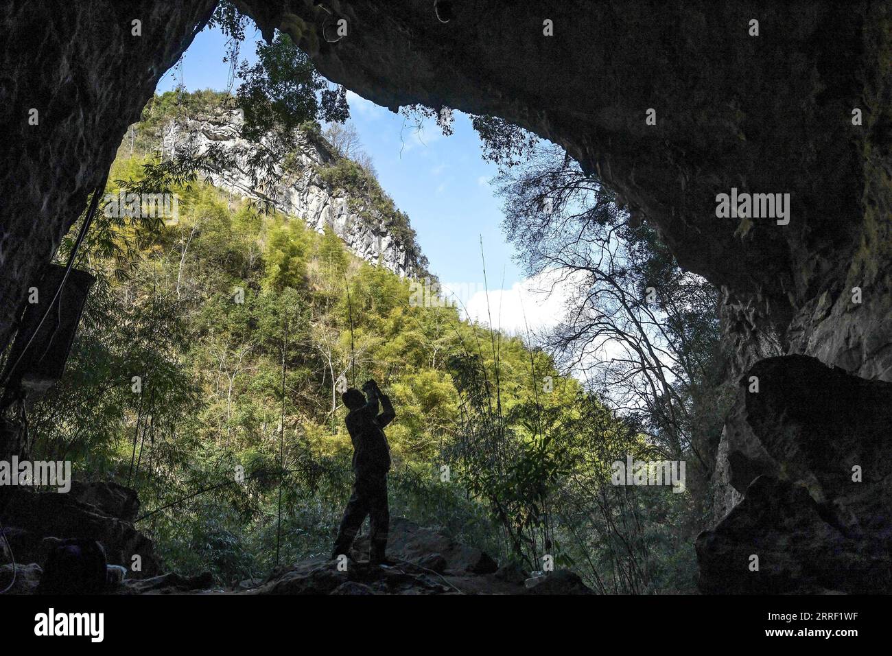 220324 -- GUIYANG, 24. März 2022 -- Xiao Zhijin beobachtet Francoisblattaffen im Mayanghe National Nature Reserve in der Provinz Guizhou, Südwestchina, 17. März 2022. Xiao Zhijin arbeitet seit 33 Jahren im Mayanghe National Nature Reserve und erforscht und bewacht Francois-Blattaffen. Auch bekannt als Francois langur, ist die Art eines der am stärksten gefährdeten Wildtiere Chinas und steht unter höchstem Schutz auf nationaler Ebene. Sie ist auch eine der gefährdeten Arten auf der Roten Liste der Internationalen Union zur Erhaltung der Natur. CHINA-GUIZHOU-FRANCOIS BLATTAFFENWÄCHTER CN YANGXWEN Stockfoto