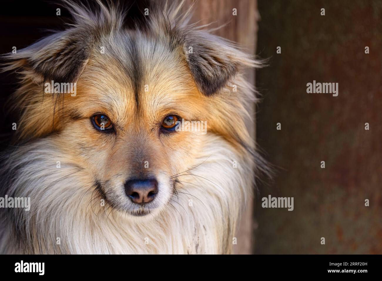 Nahaufnahme eines süßen Köterhundes. Der Maulkorb eines Bastards mit roten  Haaren Stockfotografie - Alamy