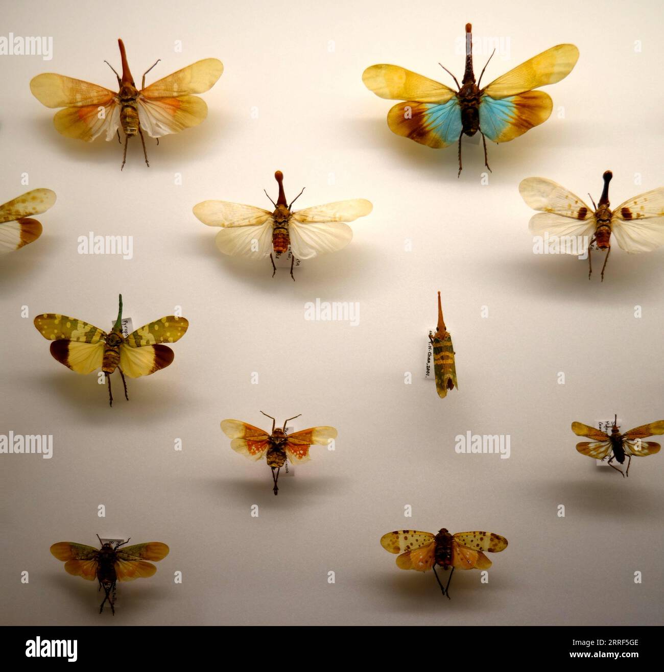 Lanternbugs in Museumskoffer, NUS Natural History Museum, Singapur Stockfoto