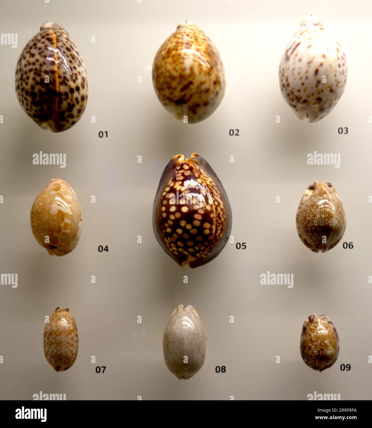 Cowrie-Muschelproben in Museumsausstellung, NUS Natural History Nuseum, Singapur Stockfoto