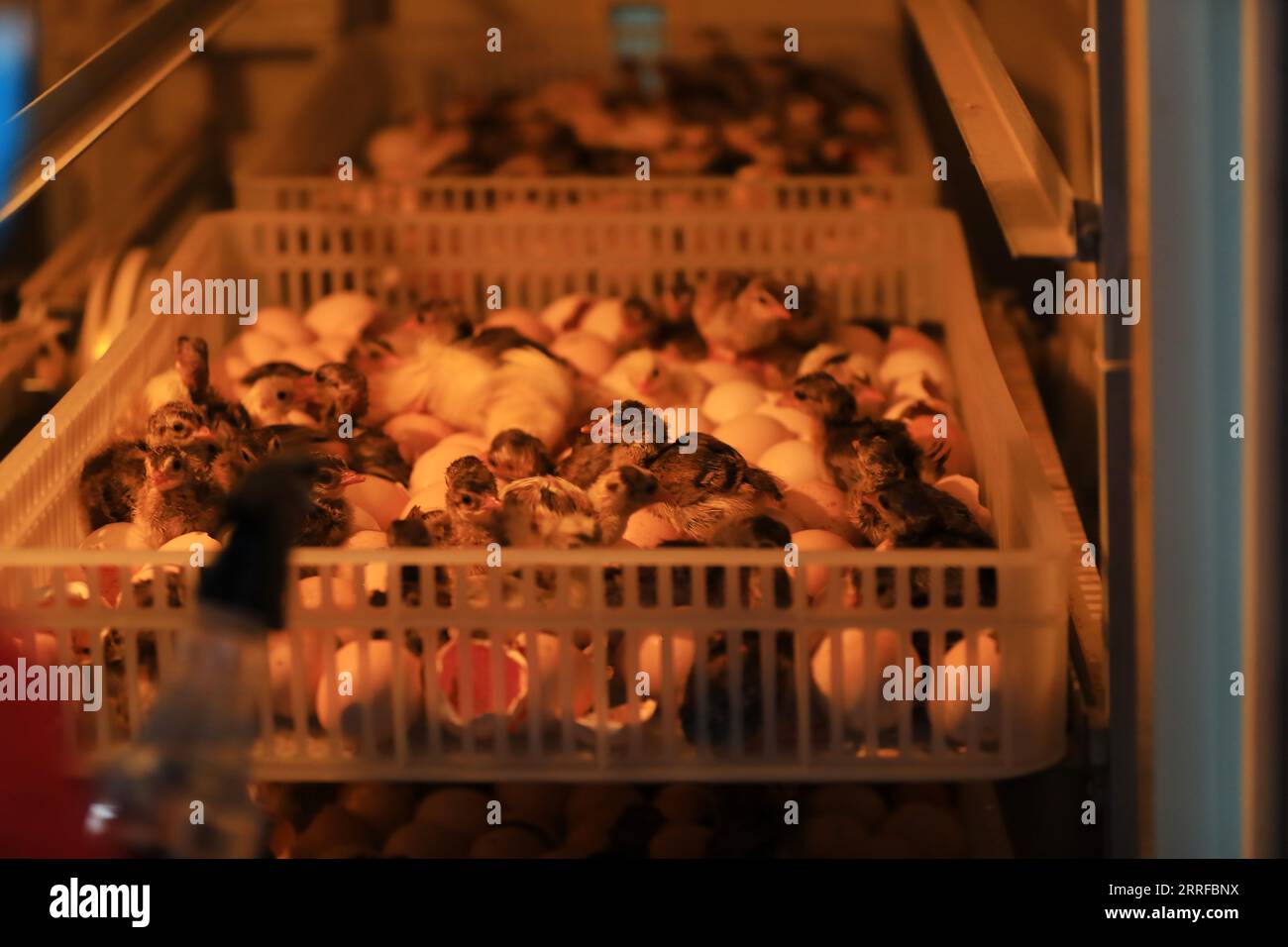 Pfauenküken in Brutschränken auf einem Bauernhof in Nordchina Stockfoto
