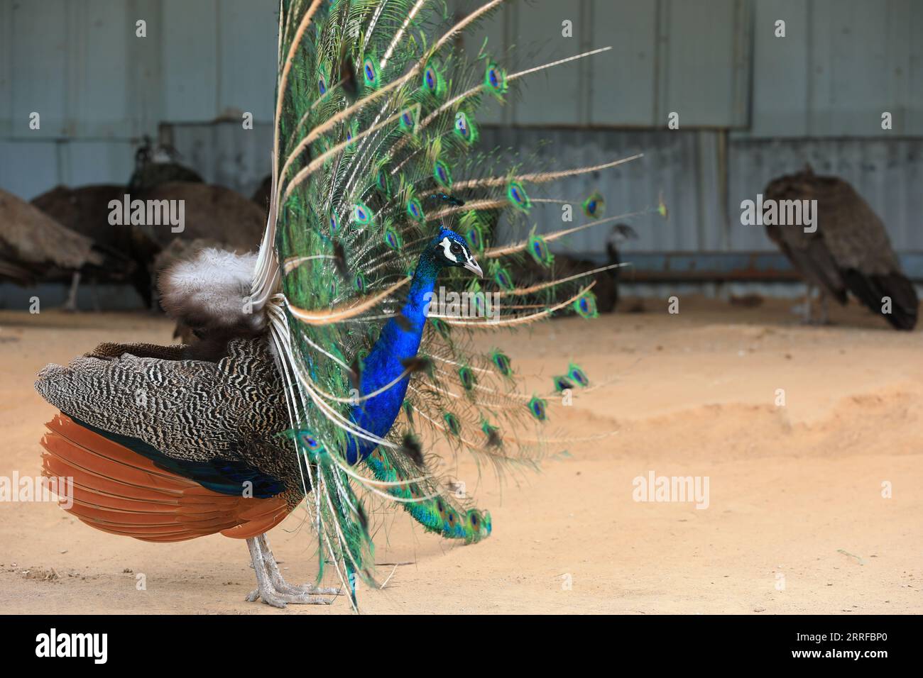 Pfauen zeigen wunderschöne Federn auf der Farm in Nordchina Stockfoto