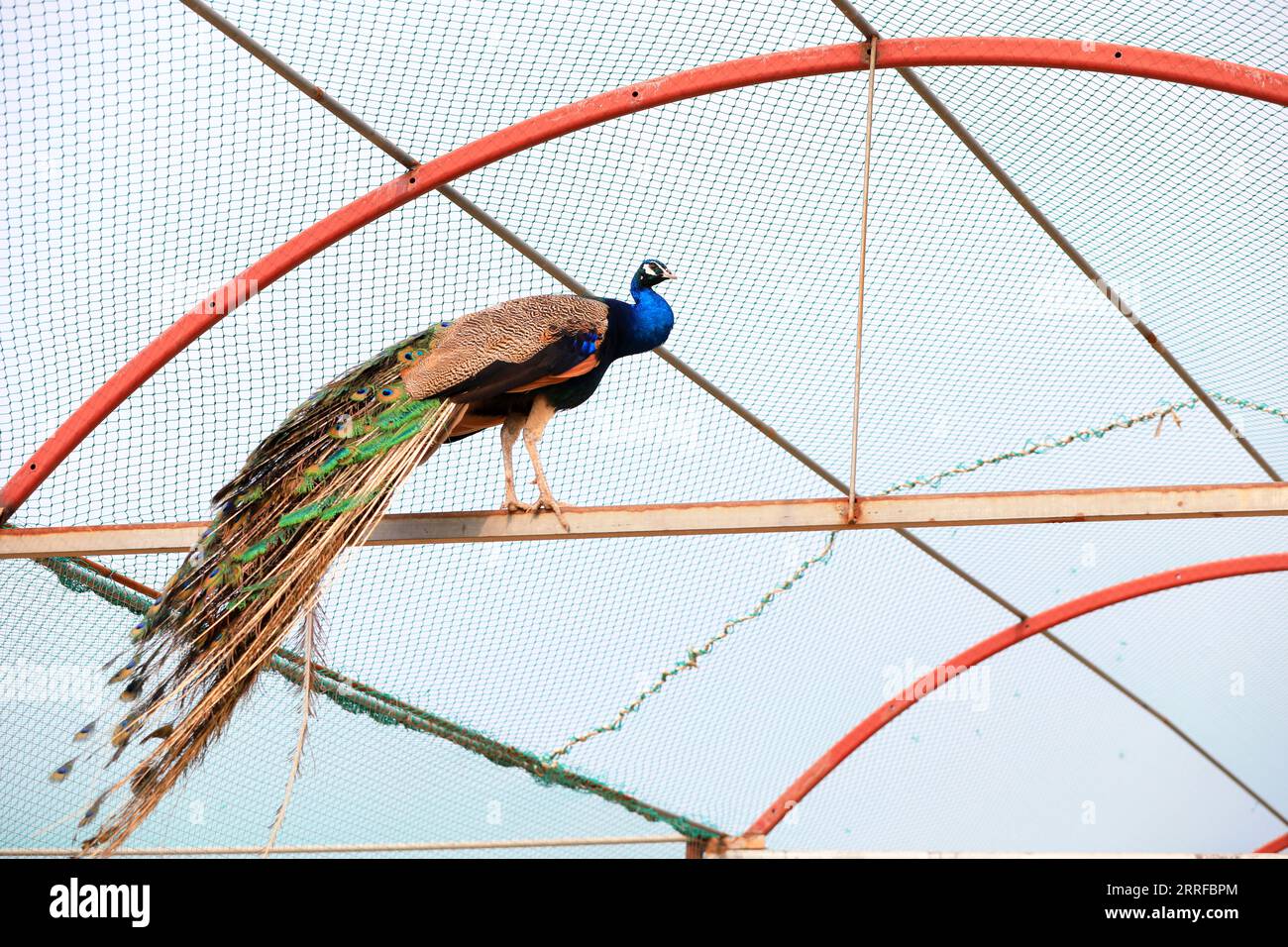 Pfauen zeigen wunderschöne Federn auf der Farm in Nordchina Stockfoto