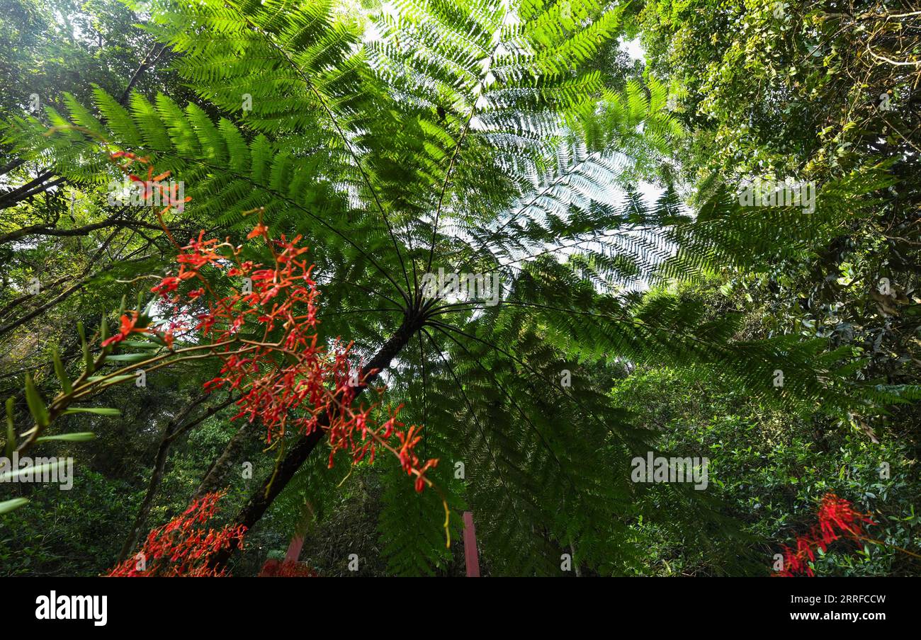 220412 -- WUZHISHAN, 12. April 2022 -- Foto aufgenommen am 11. April 2022 zeigt den Wuzhishan-Abschnitt des Hainan Tropical Rainforest National Park in Wuzhishan, Provinz Hainan in Südchina. Der Hainan Tropical Rainforest National Park, einer der ersten Gruppen von ausgewiesenen Nationalparks in China, erstreckt sich über neun Städte und Grafschaften in der südchinesischen Provinz Hainan und erstreckt sich über eine Gesamtfläche von über 4.000 km² Es ist die Heimat der konzentriertesten und am besten erhaltenen tropischen Regenwälder in China. CHINA-HAINAN-WUZHISHAN-LANDSCHAFT CN YangxGuanyu PUBLICATIONxNOTxINxCHN Stockfoto