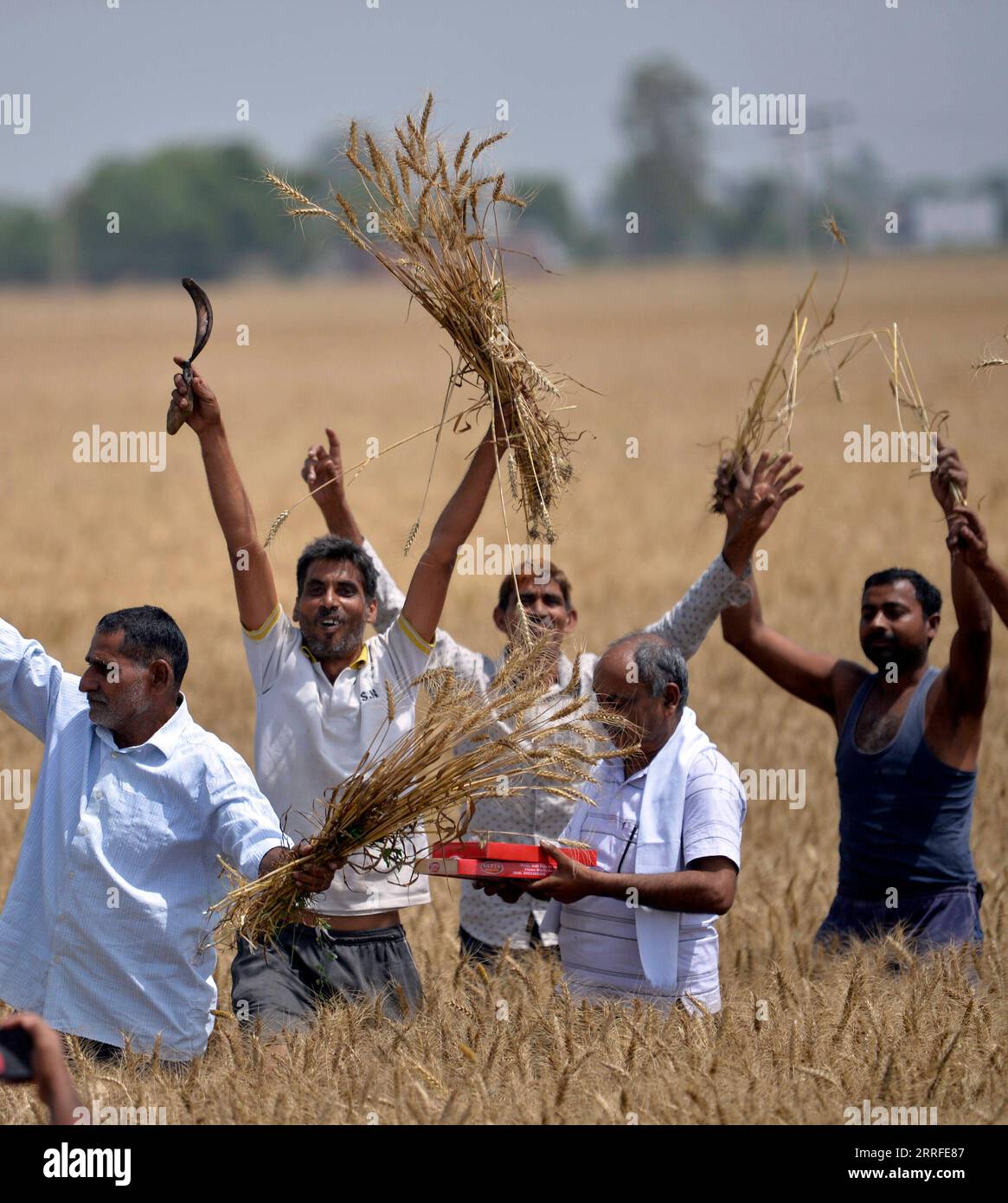 220414 -- JAMMU, 14. April 2022 -- Bauern feiern auf einem Feld anlässlich des Baisakhi Festivals, dem Erntefest, am Rande von Jammu, der Winterhauptstadt des von Indien kontrollierten Kaschmirs, 14. April 2022. STR/KASHMIR-JAMMU-BAISAKHI FESTIVAL Xinhua PUBLICATIONxNOTxINxCHN Stockfoto