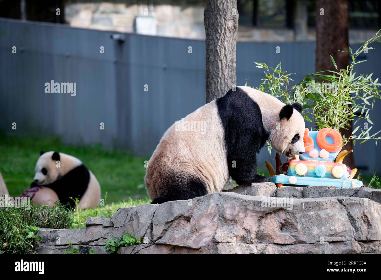 220417 -- WASHINGTON, D.C., 17. April 2022 -- Foto aufgenommen am 16. April 2022 zeigt das Riesenpandajunges Xiao Qi Ji L und seine Mutter Mei Xiang im Smithsonian's National Zoo in Washington, D.C., USA. Anlässlich des 50-jährigen Jubiläums des Riesenpandeprogramms des Smithsonian National Zoo and Conservation Biology Institute wurden am Samstag verschiedene Veranstaltungen abgehalten. Im Jahr 1972 schenkte der damalige chinesische Premier Zhou Enlai den Vereinigten Staaten zwei riesige Pandas als Geste des guten Willens nach den damaligen USA Der bahnbrechende Besuch von Präsident Richard Nixon. Der damalige Direktor des Zoos, Theodore Reed, begleitete ihn persönlich Stockfoto