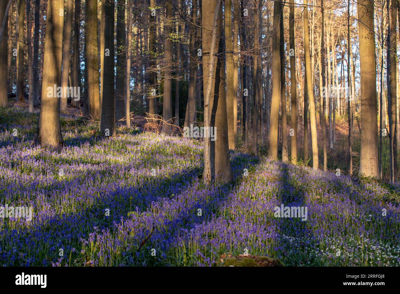 220417 -- HALLE, 17. April 2022 -- Foto aufgenommen am 17. April 2012 zeigt wilde Blauglocken im Hallerbos, einem Wald in der Nähe von Brüssel, Belgien. Der Hallerbos ist auch als Blue Forest bekannt, wo die Blauschimmel Mitte April blühen und einen blauen Teppich bilden. BELGIUM-HALLERBOS-BLUEBELLS ZhangxCheng PUBLICATIONxNOTxINxCHN Stockfoto