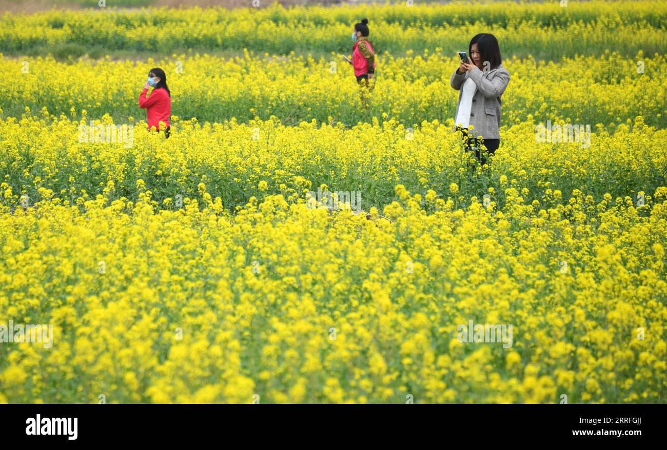 220417 -- PEKING, 17. April 2022 -- Touristen besuchen ein cole-Blumenfeld im Pekinger Bezirk Pinggu, Hauptstadt von China, 17. April 2022. CHINA-BEIJING-SPRING CN RenxChao PUBLICATIONxNOTxINxCHN Stockfoto