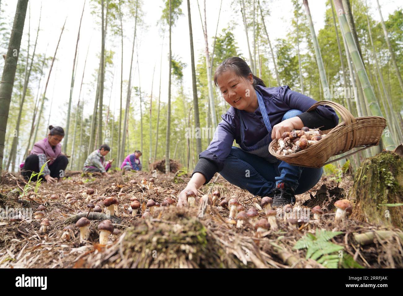 220419 -- CHISHUI, 19. April 2022 -- Bauern sammeln Matsutake-Pilze im Dorf Huilong, Baoyuan Township von Chishui, südwestchinesische Provinz Guizhou, 19. April 2022. Am 20. April steht Guyu, was wörtlich Kornregen bedeutet, und bezieht sich auf den sechsten der 24 Sonnenbegriffe, die von den alten Chinesen zur Durchführung landwirtschaftlicher Tätigkeiten geschaffen wurden. Foto von Zhang Peng/Xinhua CHINA-SPRING-FARMING CN ZhangxPengguizhou PUBLICATIONxNOTxINxCHN Stockfoto