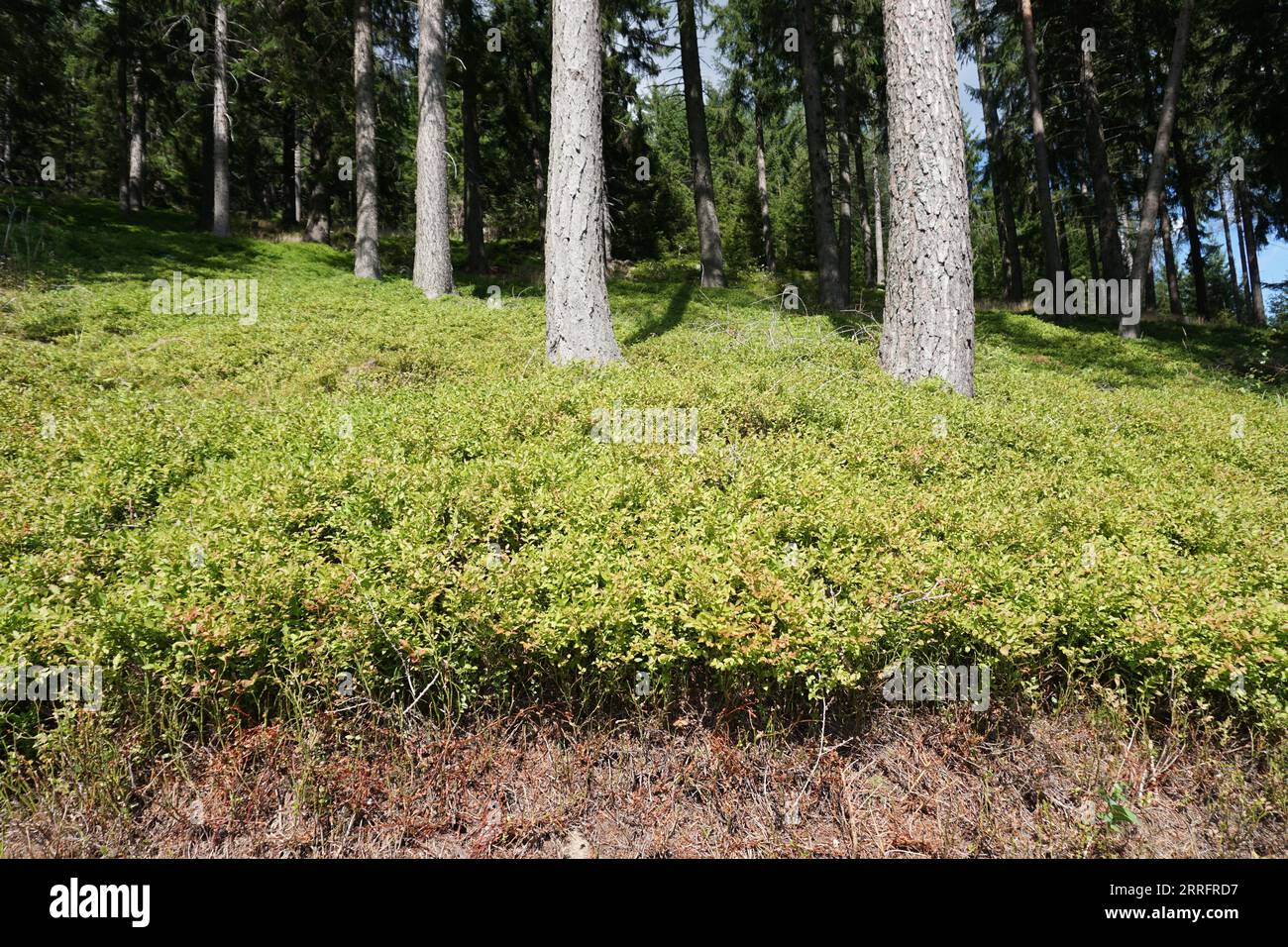 Heidelbeeren im Wald in der Steiermark Stockfoto