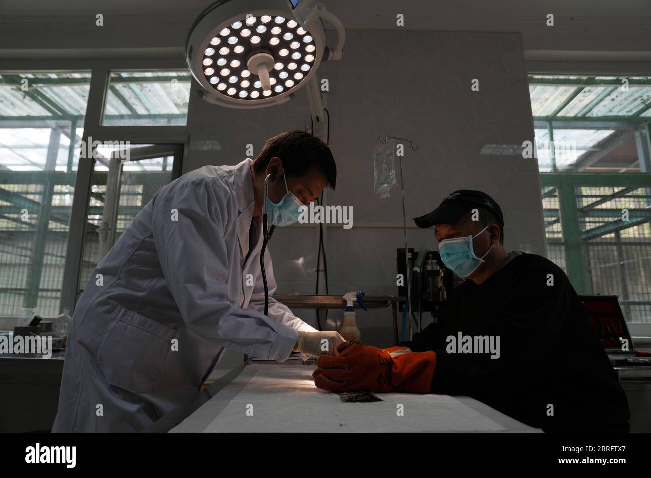 220426 -- PEKING, 26. April 2022 -- Liu Lijun L, ein Tierarzt, und sein Kollege überprüfen den Zustand eines Sperlingsfalken im Beijing Wildlife Rescue and Rehabilitation Center, 20. April 2022. UM MIT China Fokus zu GEHEN: Von Tierärzten zu gewöhnlichen Menschen, kollektive Bemühungen zum Schutz DER Wildtiere CHINA-PEKING-TIERSCHUTZ CN JuxHuanzong PUBLICATIONxNOTxINxCHN Stockfoto