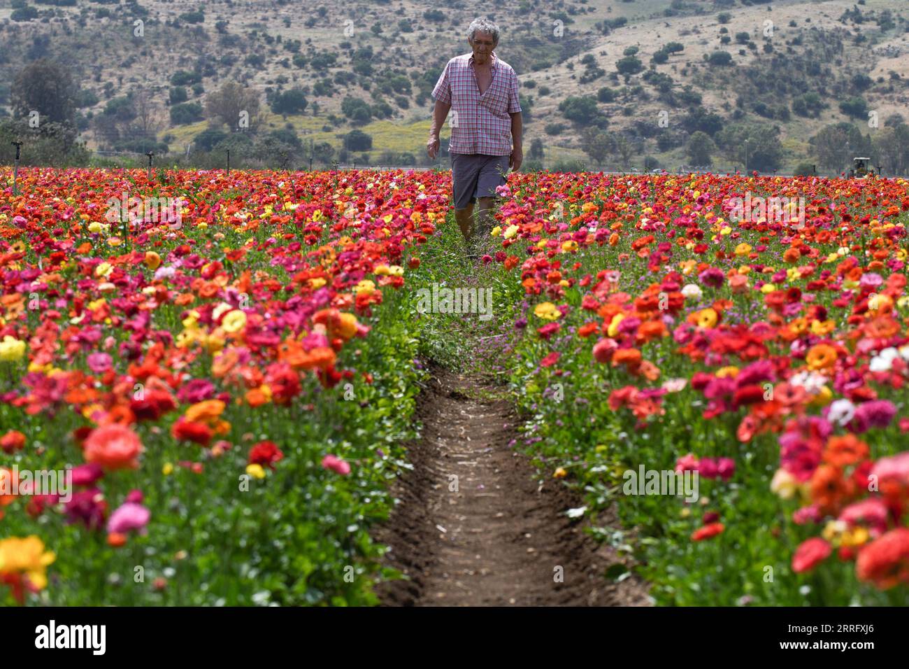 220428 -- KIRYAT SHMONA, 28. April 2022 -- Ein Mann geht am 28. April 2022 in einem Buttercup-Blumenfeld in der Nähe der nördlichen israelischen Stadt Kiryat Shmona spazieren. /JINI Via Xinhua ISRAEL-KIRYAT SHMONA-FLOWER-HARVEST AyalxMargolin PUBLICATIONxNOTxINxCHN Stockfoto