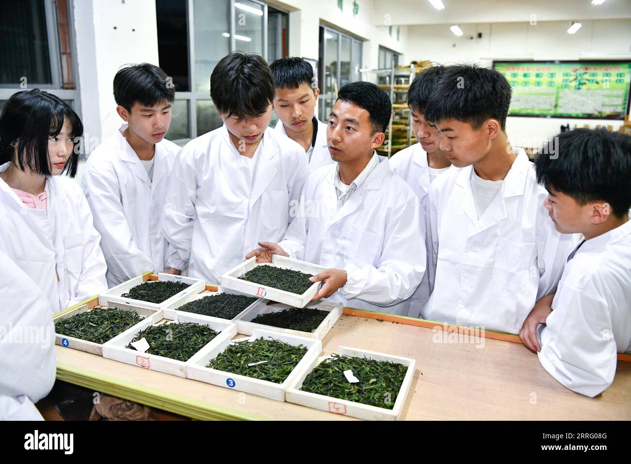 220501 -- MEITAN, 1. Mai 2022 -- Guo Jun 5th L bemerkt, dass seine Schüler an einer lokalen technischen Schule im Meitan County, Provinz Guizhou im Südwesten Chinas, am 27. April 2022 bearbeitet wurden. Guo Jun toastet Teeblätter auf einem Herd und genießt das frische Aroma, das eine Werkstatt im Meitan County erfüllt. Nach seinem Abschluss an der Guizhou University im Jahr 2016 kehrte Guo in seine Heimatstadt zurück, um bei einer Teefirma zu arbeiten, wo er Teezubereitung von einem lokalen Meister lernte. 2018 wurde er zwei Jahre später Lehrer an einer örtlichen technischen Schule. Das Verfeinern der eigenen Teekenntnisse erfordert große Reserven an Geduld, empat Stockfoto