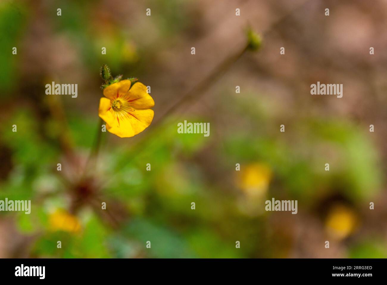 Sikerpud | Mukkutti-Blume | Biophytum sensitivum Stockfoto