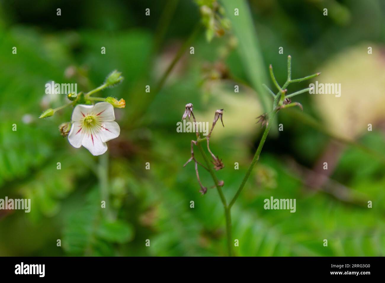 Weißes Sikerpud | Weiße Mukkutti-Blume | Biophytum sensitivum Stockfoto