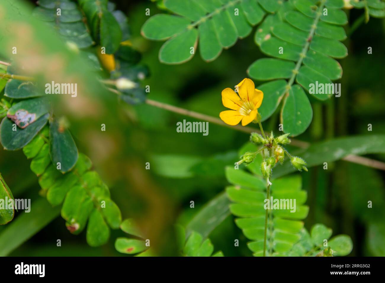 Sikerpud | Mukkutti-Blume | Biophytum sensitivum Stockfoto