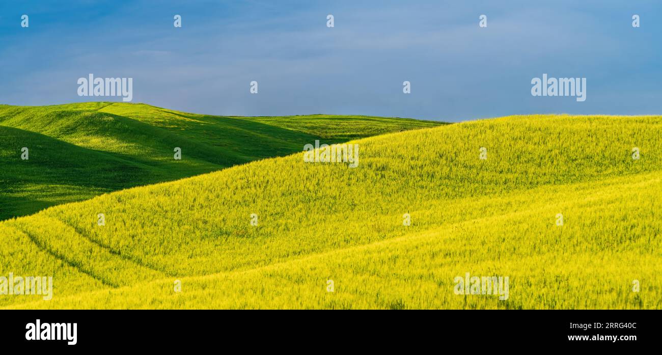 Grüne toskanische Hügel im Orcia-Tal im Frühjahr Stockfoto