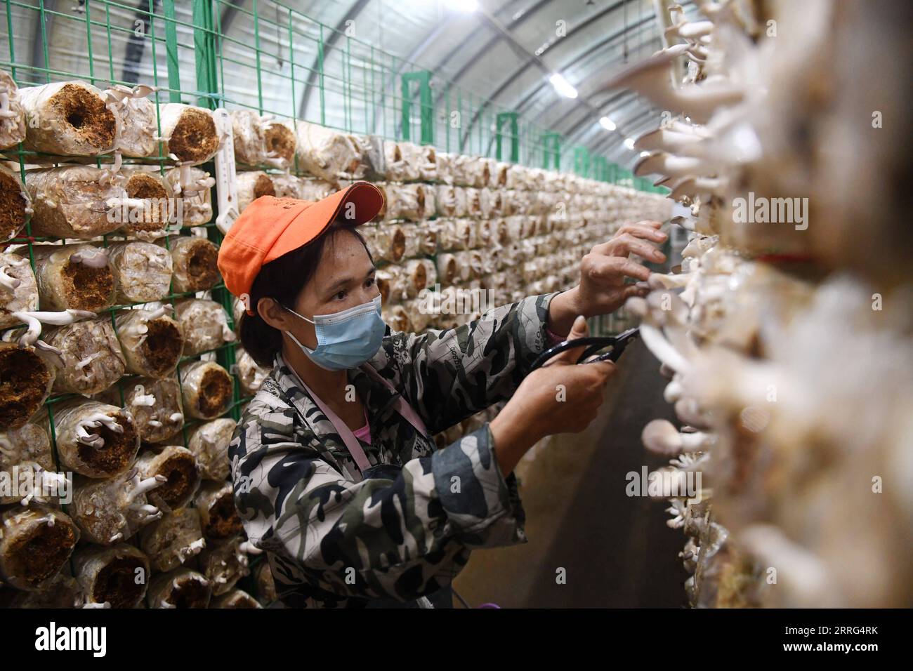 220509 -- NANNING, 9. Mai 2022 -- Ein Mitarbeiter erntet essbaren Pilz in einer Pflanzbasis im Donglan County in der südchinesischen autonomen Region Guangxi Zhuang, 6. Mai 2022. Donglan County, Bama Yao Autonomous County und Fengshan County of Hechi City liegen in Karstbergen im Nordwesten von Guangxi. In den letzten Jahren wurde in den Bergregionen mit ständigen Bemühungen der lokalen Behörden um ländliche Vitalisierung eine immer größere wirtschaftliche Entwicklung erzielt. CHINA-GUANGXI-BERGREGION-ENTWICKLUNG CN LUXBOAN PUBLICATIONXNOTXINXCHN Stockfoto