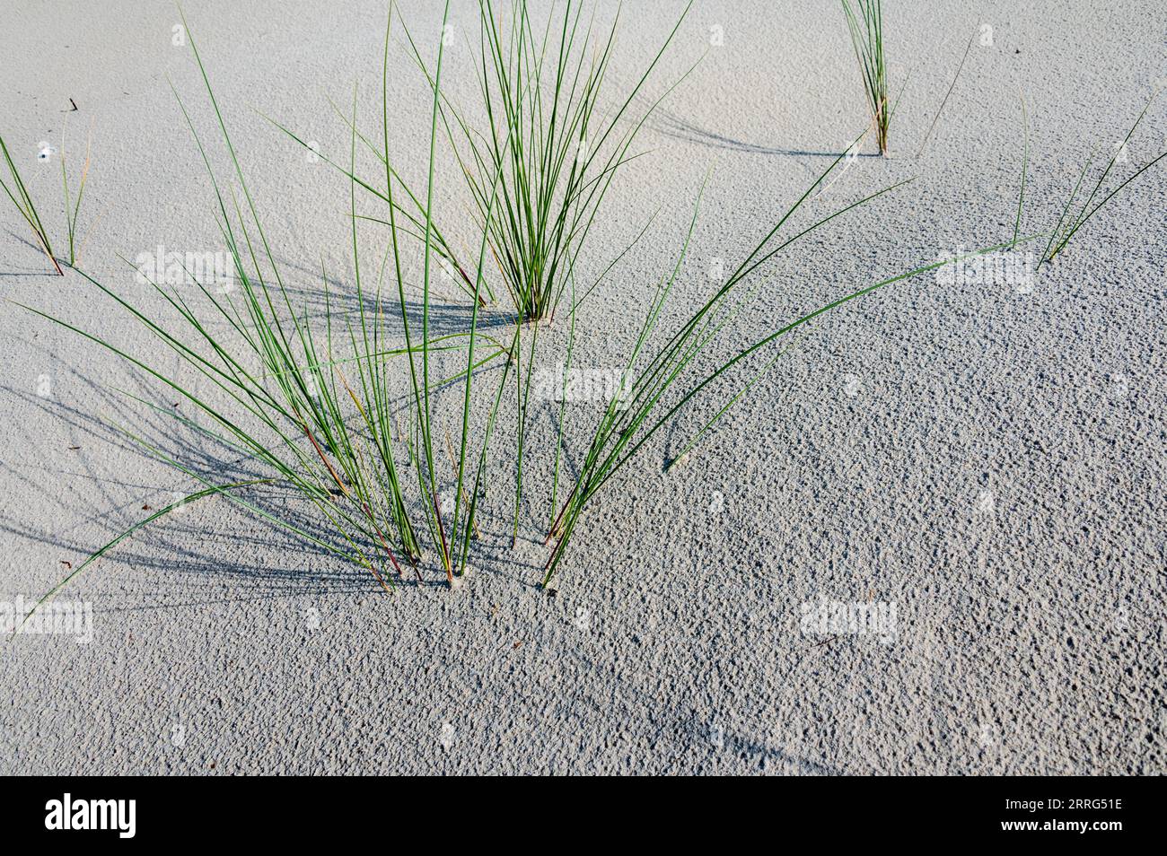 Sandtextur mit grünem Strandhafer an der Nodseeküste auf Amrum Stockfoto