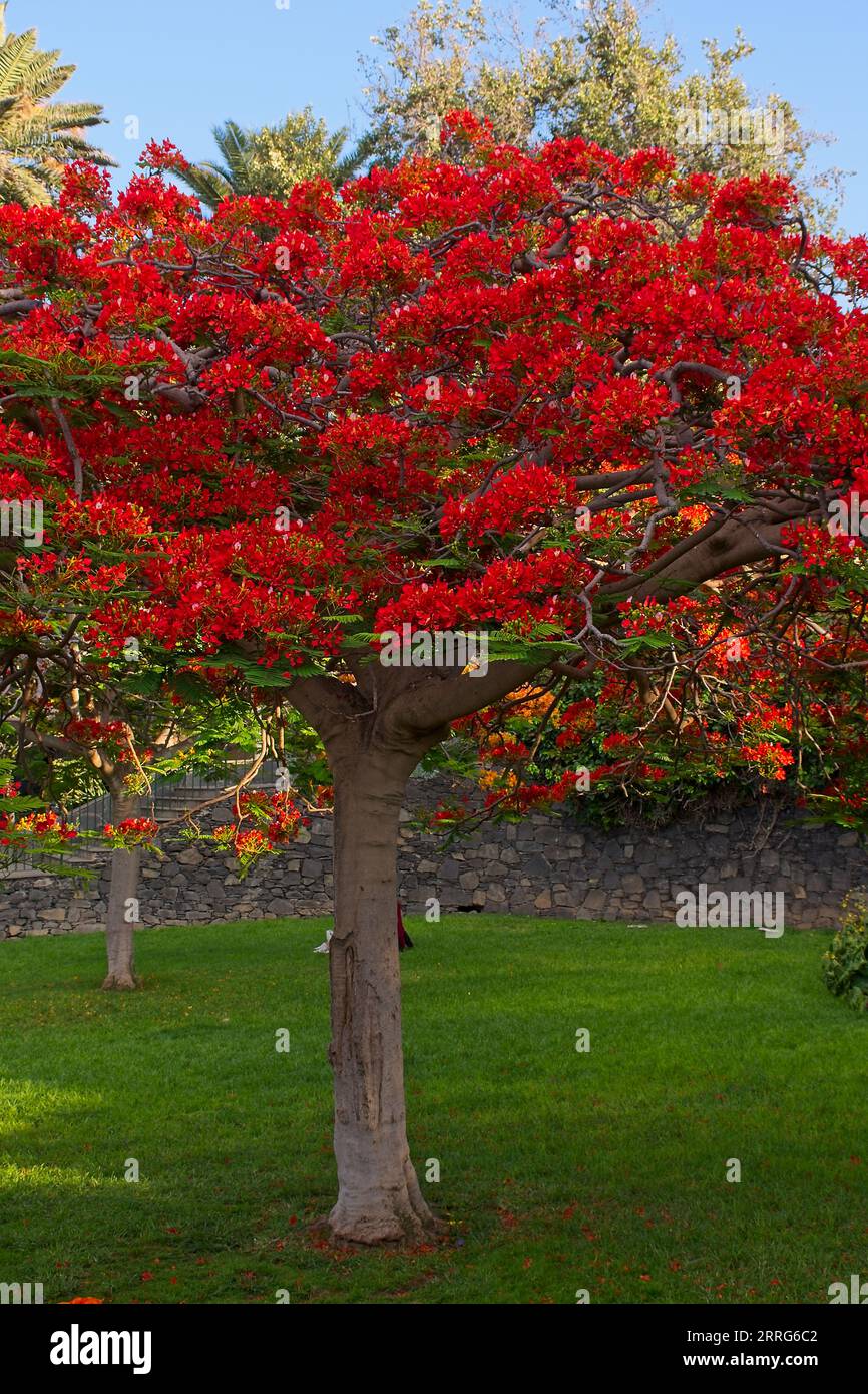 Blühender farbenfroher Flamboyant-Baum (Royal poinciana) im Doramas Park (Parque Doramas), in Las Palmas de Gran Canaria, Spanien Stockfoto