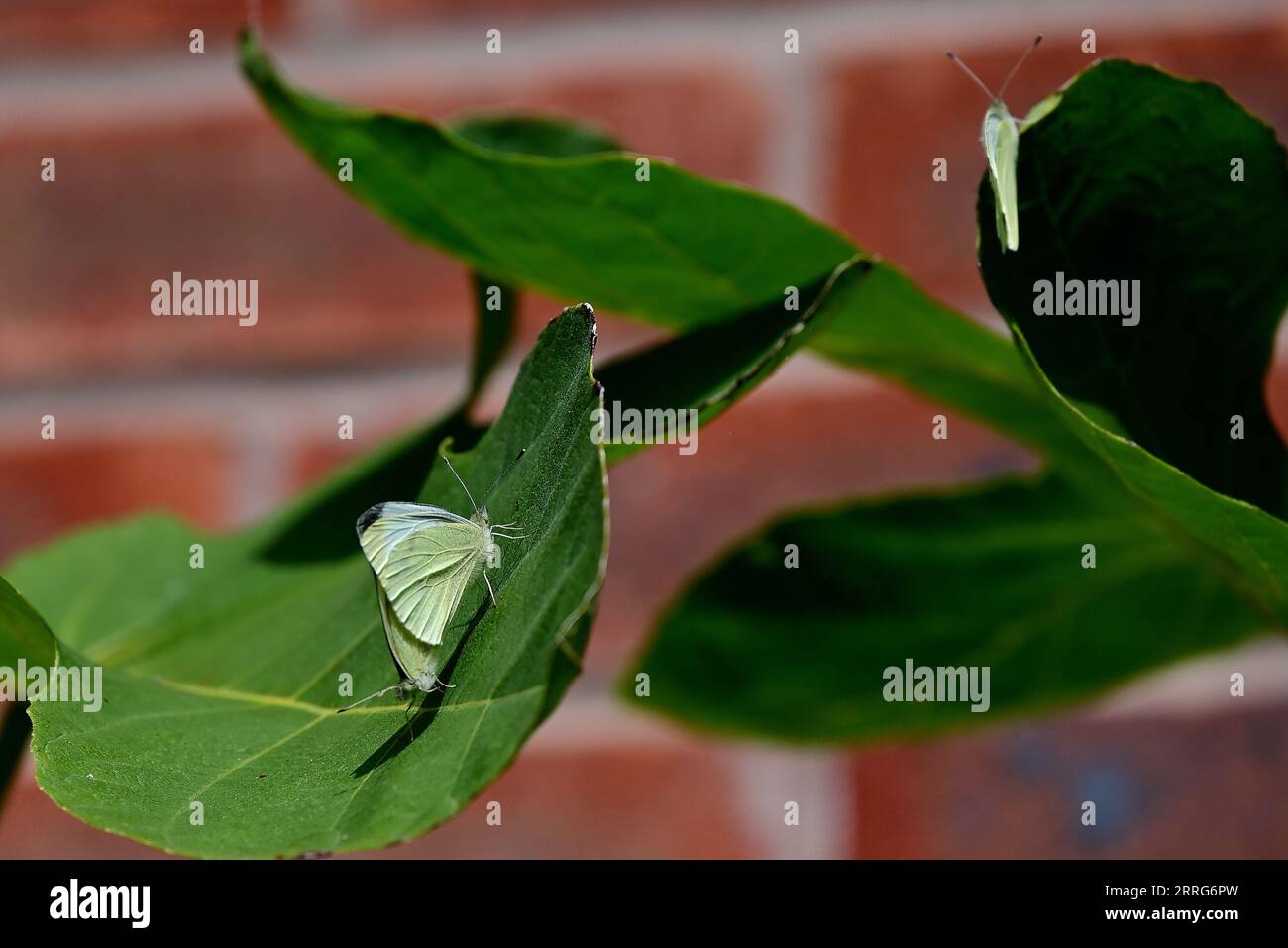 In Großbritannien - kleine weiße Schmetterlinge auf einem Feigenblatt, gegen Ziegelstein Stockfoto