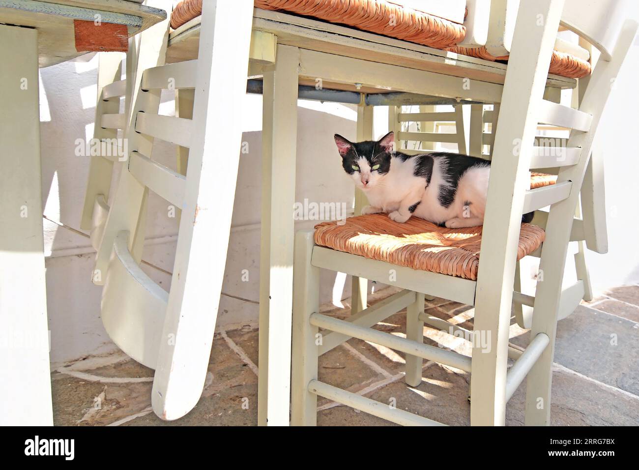 Wunderschöne schwarz-weiße Katze, die auf einem Stuhl in einer griechischen Taverne sitzt Stockfoto