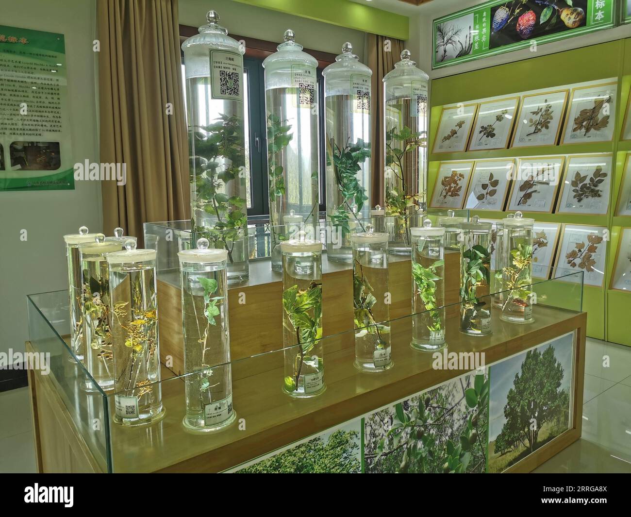 220515 -- JINAN, 15. Mai 2022 -- Foto aufgenommen am 21. April 2022 zeigt Proben im Shandong Forest & Grass Germplasm Resources Center in Jinan, der Hauptstadt der ostchinesischen Provinz Shandong. Xinhua Schlagzeilen: Chinesische Keimplasmbank bewahrt Biodiversität in der warmen gemäßigten Zone FengxYuanyuan PUBLICATIONxNOTxINxCHN Stockfoto