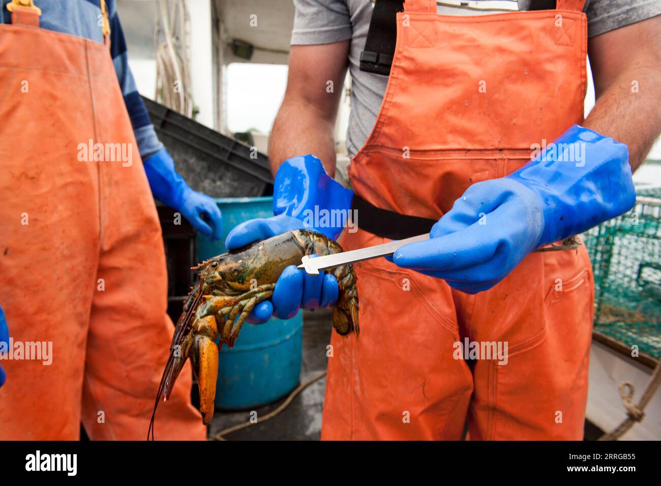 Lobsterman misst die Länge des Hummer auf dem Boot in Casco Bay Stockfoto