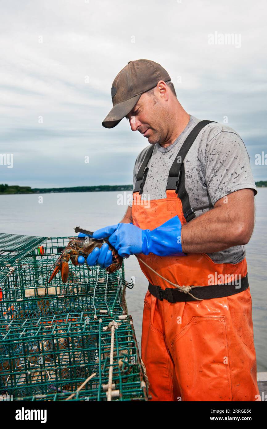 Lobsterman misst die Länge des Hummer auf dem Boot in Casco Bay Stockfoto