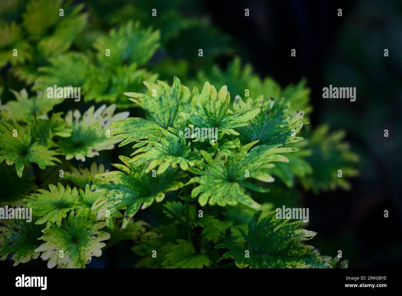 Nahaufnahme der Coleus-Blätter Stockfoto
