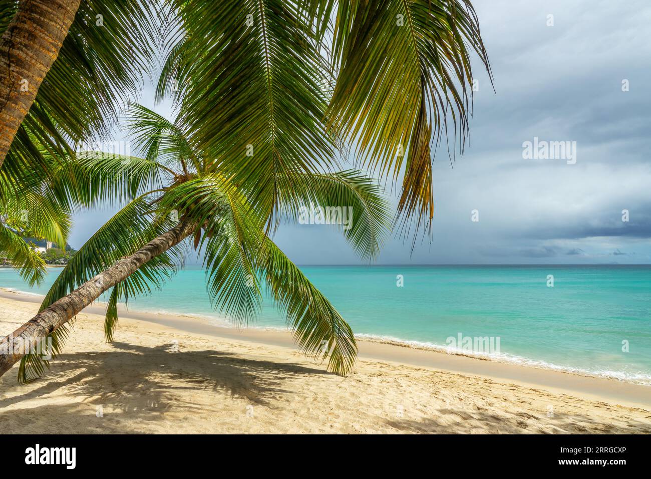 Kokospalme am tropischen perfekten Sandstrand von Beau Vallon auf der Insel Mahé, Seychellen Stockfoto