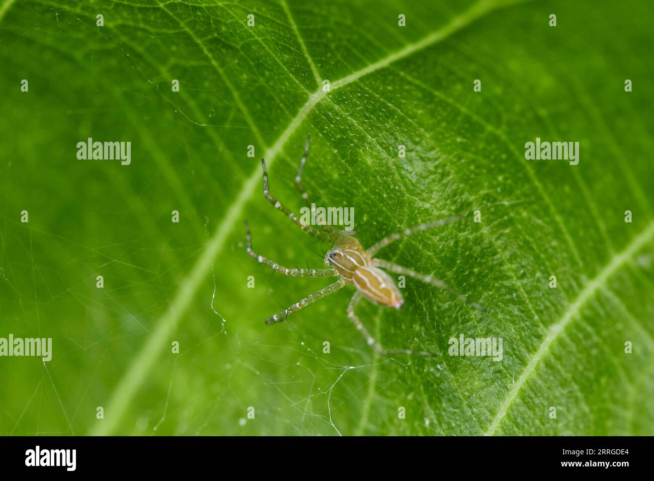 Nahaufnahme der Spinne auf grünen Blättern Stockfoto